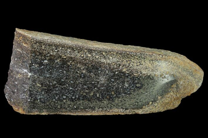 Polished Pliosaur (Liopleurodon) Bone - England #164864